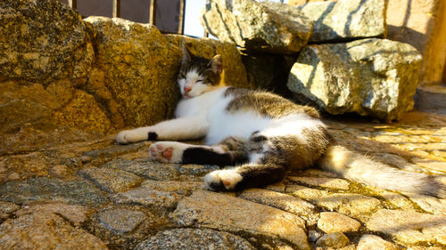 Cat resting on rock