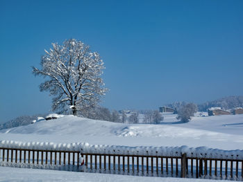 Bare tree by snowcapped mountain against clear blue sky