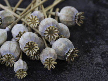 Close-up of seashells