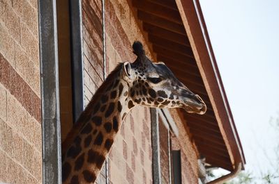 Low angle view of giraffe in zoo