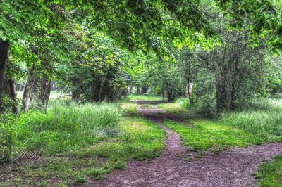 Road amidst trees in forest