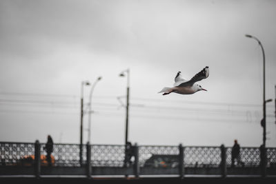 Seagulls flying over sea against sky