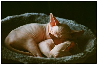 Close-up of cat sleeping