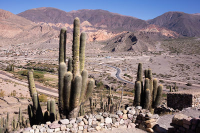 Puna cactus