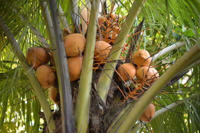 Close-up of fruits on tree