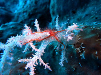 Close-up of fish underwater