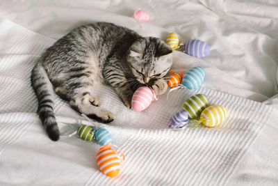 Cute kitten of the scottish straight breed playing with multi-colored easter eggs at home.