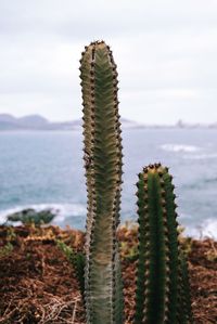 Close-up of succulent plant in sea against sky