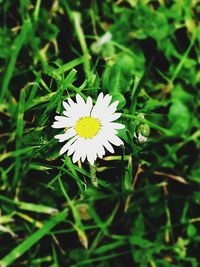 Close-up of white flower blooming outdoors