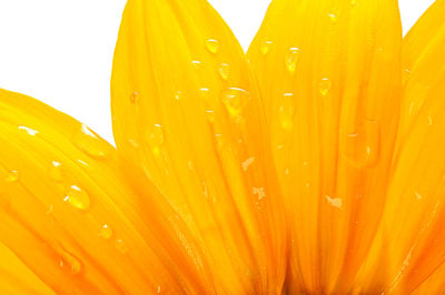 Close-up of wet yellow flower against white background