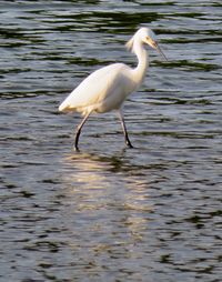 Side view of bird in lake