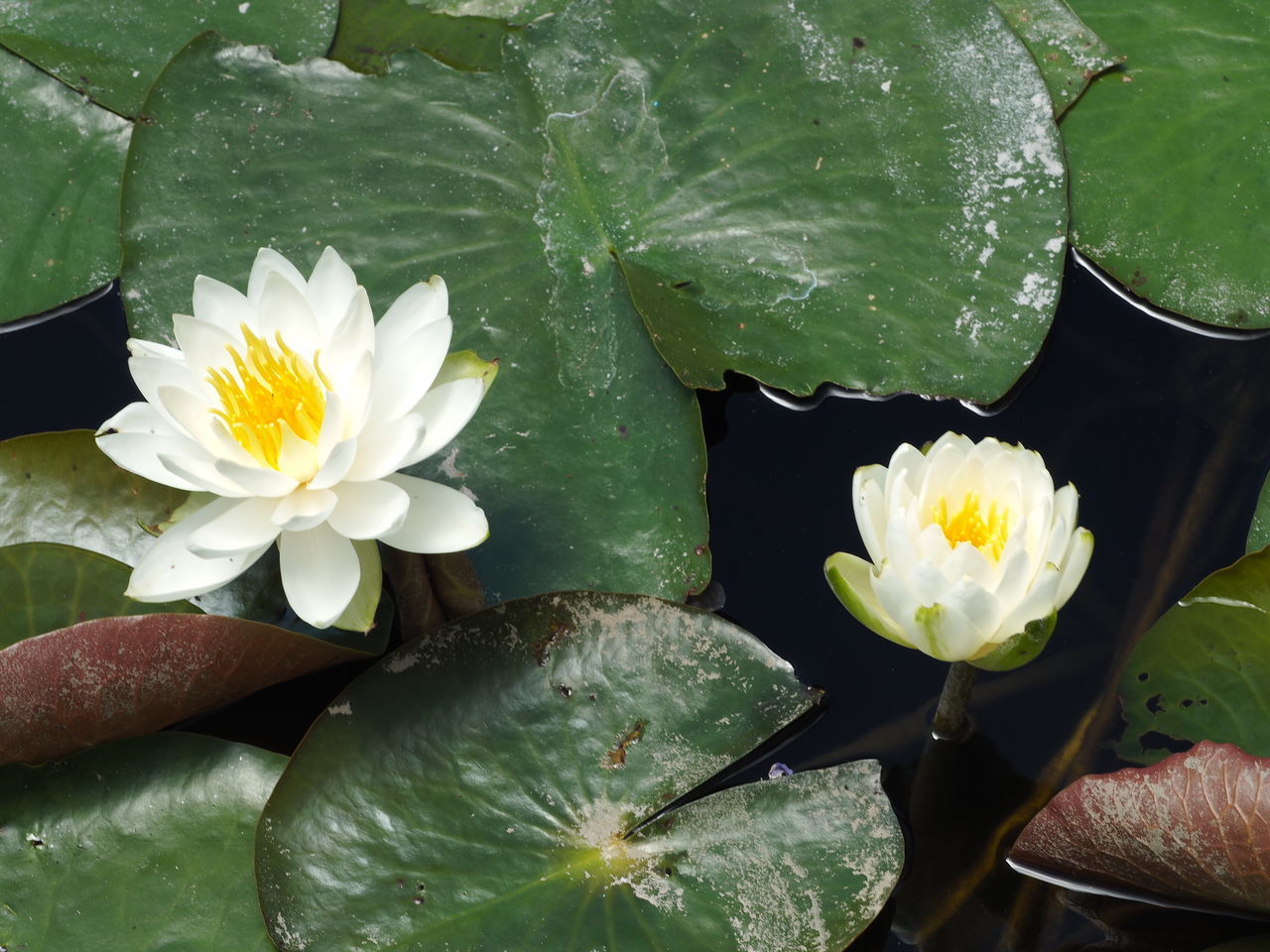 CLOSE-UP OF LOTUS WATER LILY