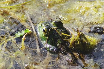 High angle view of frog in pond