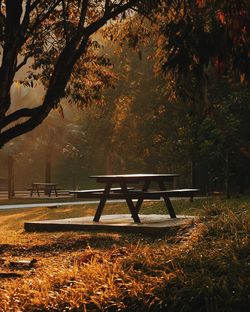 Trees in park during autumn