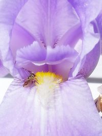 Close-up of purple flowers