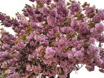 Low angle view of pink flowers blooming on tree