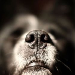 Close-up of dog