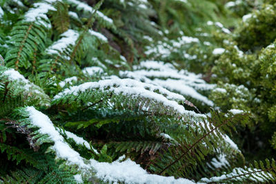 Fern's leaves covered by snow during winter.