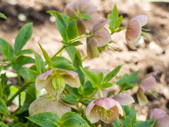 Close-up of flowers blooming outdoors