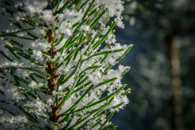 Close-up of snow on tree