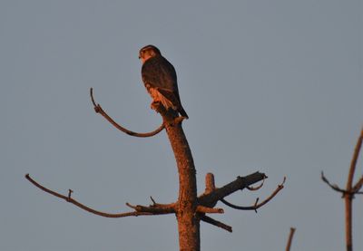 Low angle view of eagle perching on branch against sky