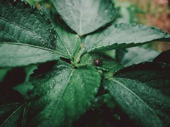 Close-up of raindrops on leaves