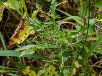 Close-up of insect on plant