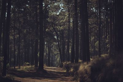 Trees in forest