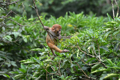 Playing macaque monkey in the jungle. nepal