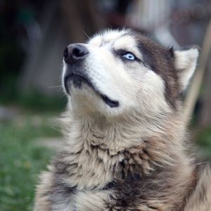 Close-up of a dog looking away