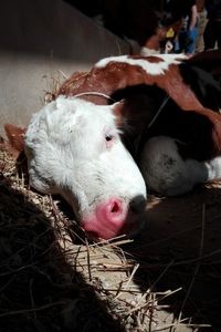 Close-up of sheep in pen