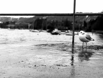 Bird on beach