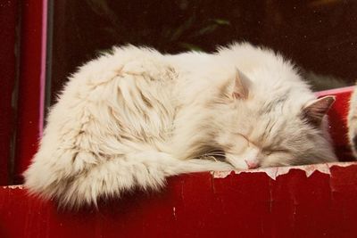 Close-up of cat sleeping on red floor