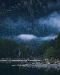 Scenic view of forest