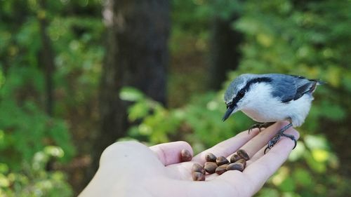 Close-up of hand holding bird