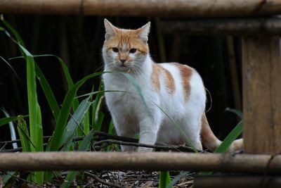 Portrait of cat