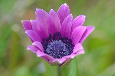 Close-up of pink flower