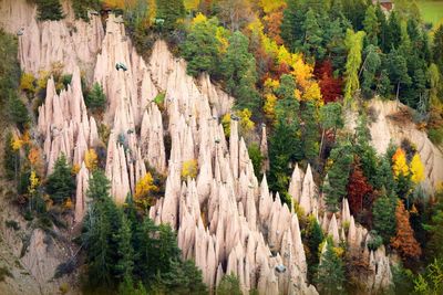 High angle view of trees