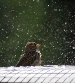 Bird perching on a snow