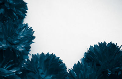 Close-up of plant against clear sky