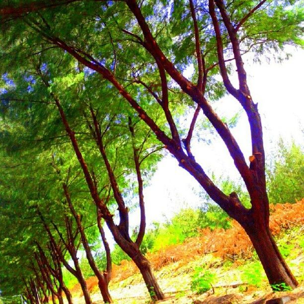 tree, tranquility, growth, tranquil scene, beauty in nature, branch, nature, scenics, tree trunk, green color, forest, sunlight, idyllic, day, non-urban scene, outdoors, landscape, no people, sky, non urban scene