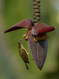 Close-up of a bird flying