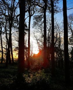 Trees in forest during sunset