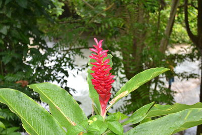 Close-up of red flowers on plant