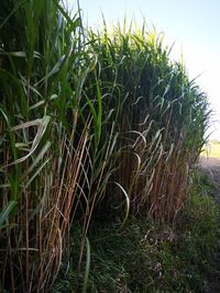 Close-up of crops growing on field against sky