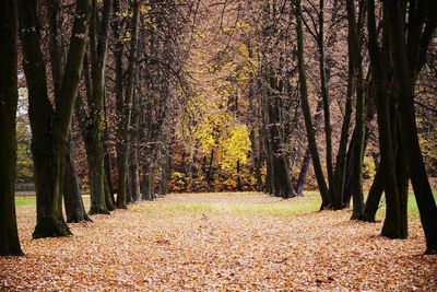 Trees in forest during autumn
