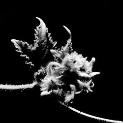 Close-up of flower over black background