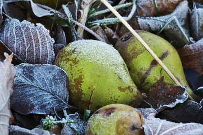 Close-up of fruits growing on field