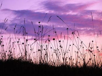 Low angle view of silhouette trees against dramatic sky