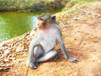 Close-up of monkey sitting on rock